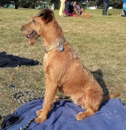 Špičková štěňata Irského teriéra