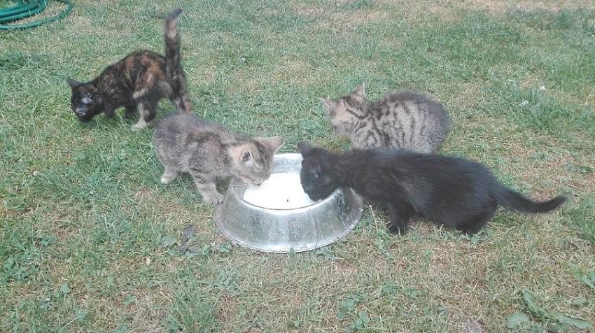 zdarma koťata- odběr ihned