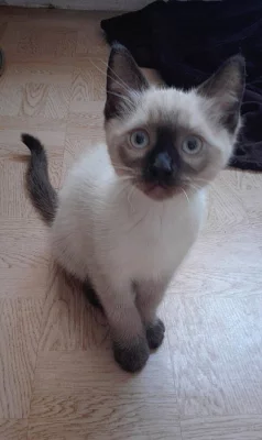 Koťátko colorpoint