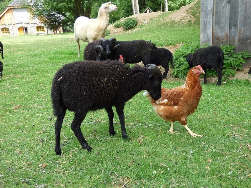 Ouessantské ovce - miniovečky prodám