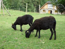 Ouessantské ovce - miniovečky prodám