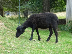 Ouessantské ovce - miniovečky prodám