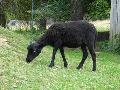 Ouessantské ovce - miniovečky prodám