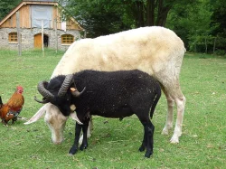 Ouessantské ovce - miniovečky prodám