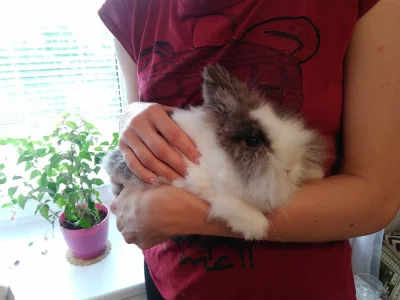 Zakrslý teddy králíček z chovné stanice s veškerým vybavením