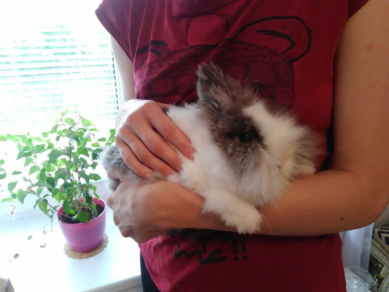 Zakrslý teddy králíček z chovné stanice s veškerým vybavením