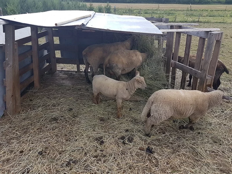 Jehně, beránek