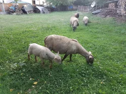 Jehně, beránek