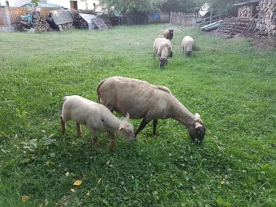 Jehně, beránek