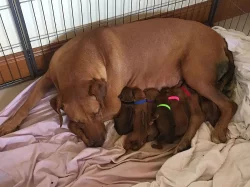 Rhodéský ridgeback štěňata s PP