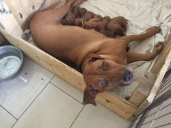 Rhodéský ridgeback štěňata s PP