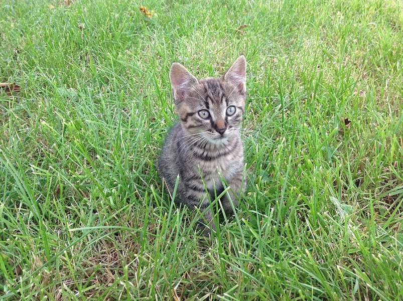 Daruji koťátka do dobrých rukou