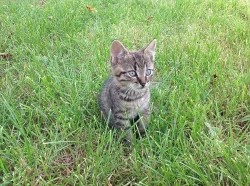 Daruji koťátka do dobrých rukou