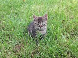 Daruji koťátka do dobrých rukou