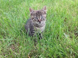 Daruji koťátka do dobrých rukou