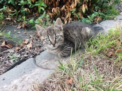 Daruji koťátka do dobrých rukou