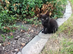 Daruji koťátka do dobrých rukou