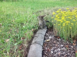 Daruji koťátka do dobrých rukou