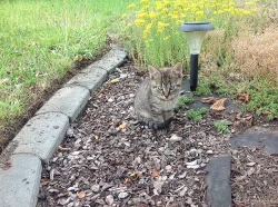 Daruji koťátka do dobrých rukou