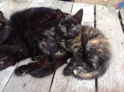 Daruji koťátka do dobrých rukou