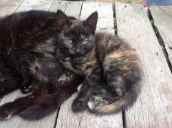 Daruji koťátka do dobrých rukou