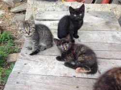 Daruji koťátka do dobrých rukou