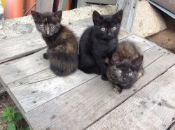 Daruji koťátka do dobrých rukou