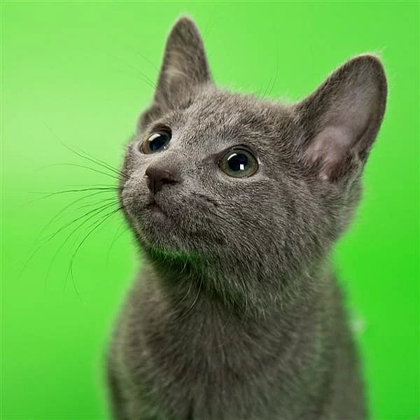 Jsem Ruská modrá kočičí slečna