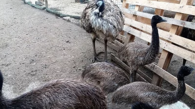 Emu hnědý