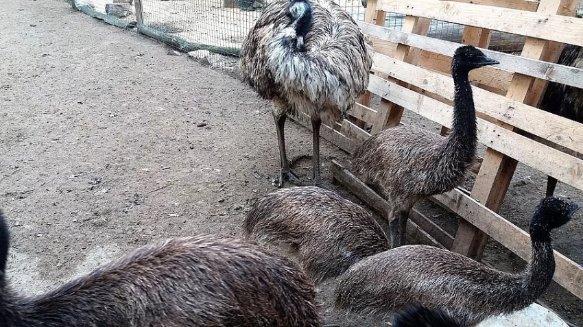 Emu hnědý