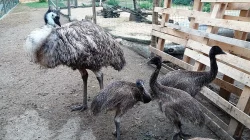 Emu hnědý