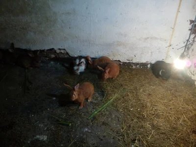 Samice krizenci