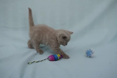 Britská modrá lila kočička a kocourek.