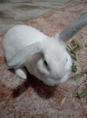 Zakrsly beranek