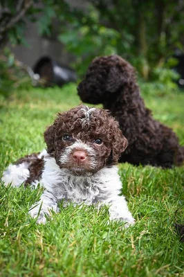 Lagotto Romagnolo