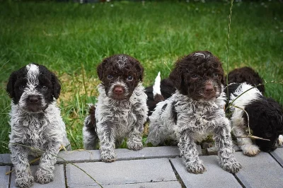 Lagotto Romagnolo