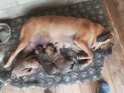 3 čistokrvné šteňatá fila brasiliero na predaj