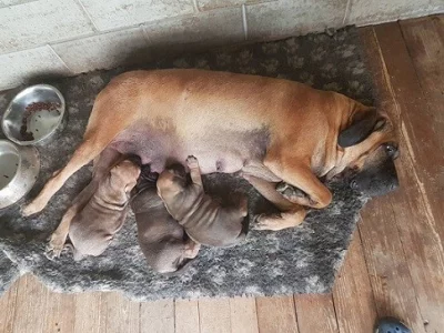 3 čistokrvné šteňatá fila brasiliero na predaj
