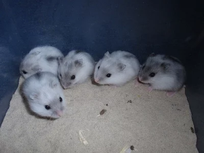 Křečík (křeček) džungarský s PP