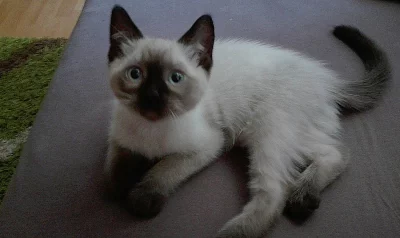 Koťátko colorpoint