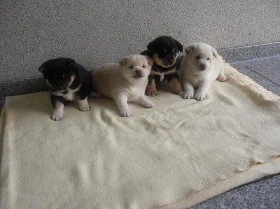 Shiba inu štěňata s pp