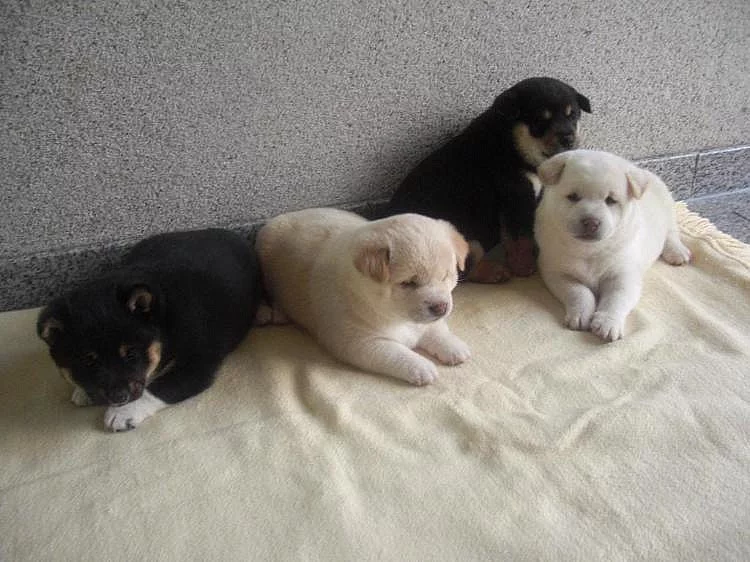 Shiba inu štěňata s pp