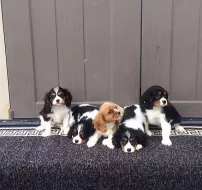 kavalir King Charles španěl Štěňata s pp