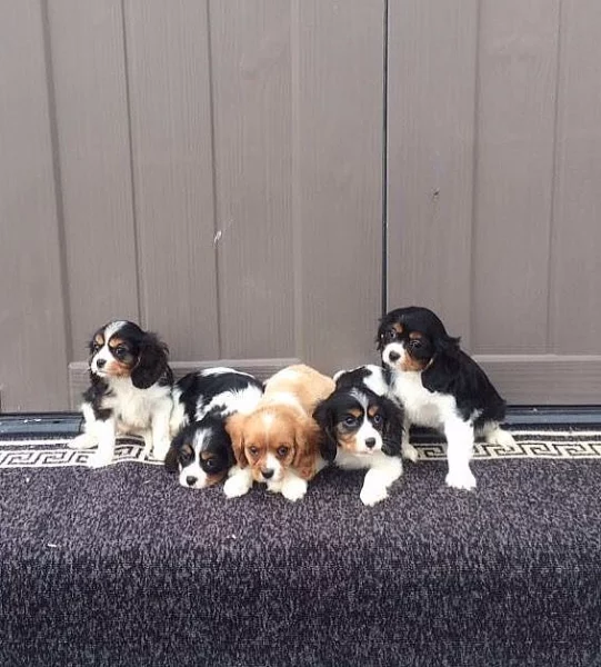 kavalir King Charles španěl Štěňata s pp