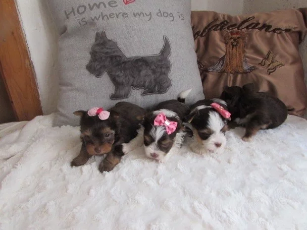 Barevní jorkšírkové s rodokmeny