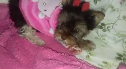 Barevní jorkšírkové s rodokmeny