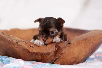 Barevní jorkšírkové s rodokmeny
