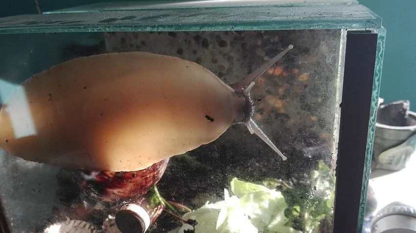 Prodám za symbolickou cenu oblovku (achatinu) + terárium