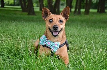 Bobík - kříženec pinče