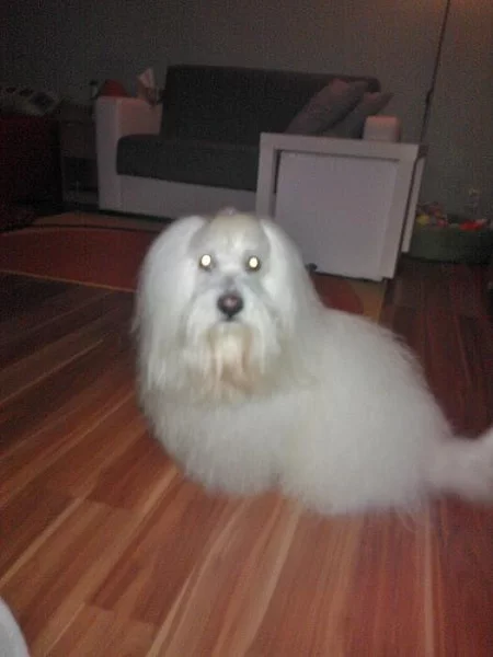 Hledám fenečku ke krytí Coton de Tulear